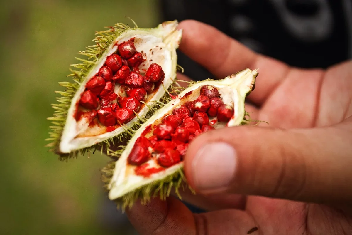 urucum