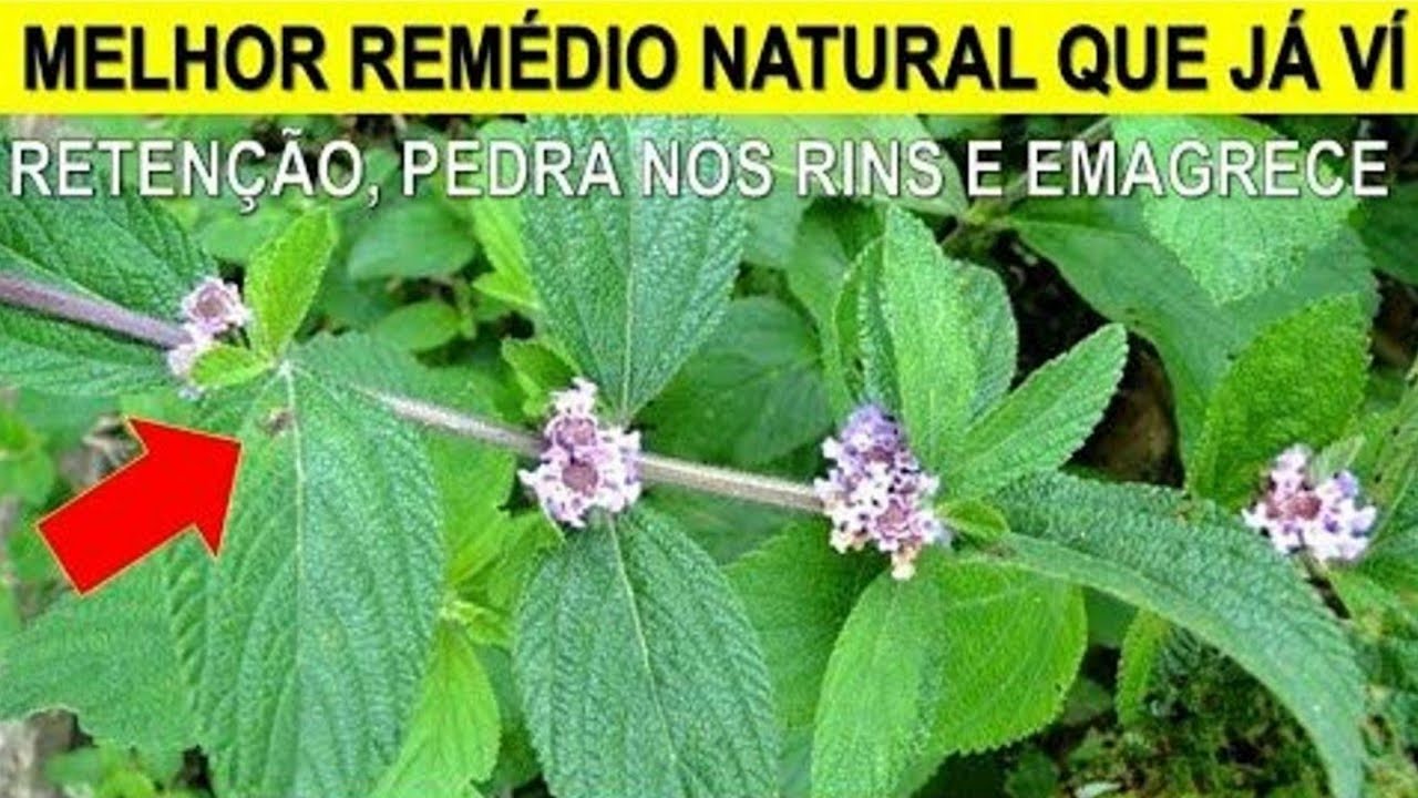 Com apenas 2 folhas dessa poderosa planta você acaba com pedra nos rins, emagrece e acaba com infecções