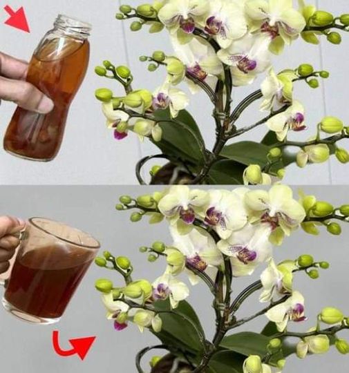 Faça Isso Algumas Vezes para que Todas as Orquídeas Floresçam Exuberantes