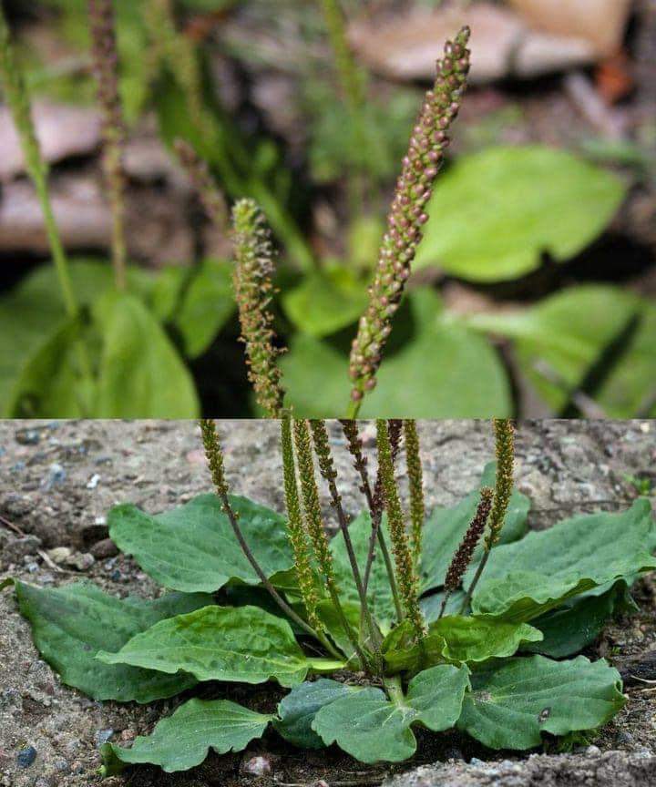 Plantago major