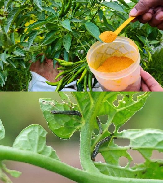 Horta: Aqui Está a Única Proteção Natural Muito Poderosa Contra Doenças e Parasitas