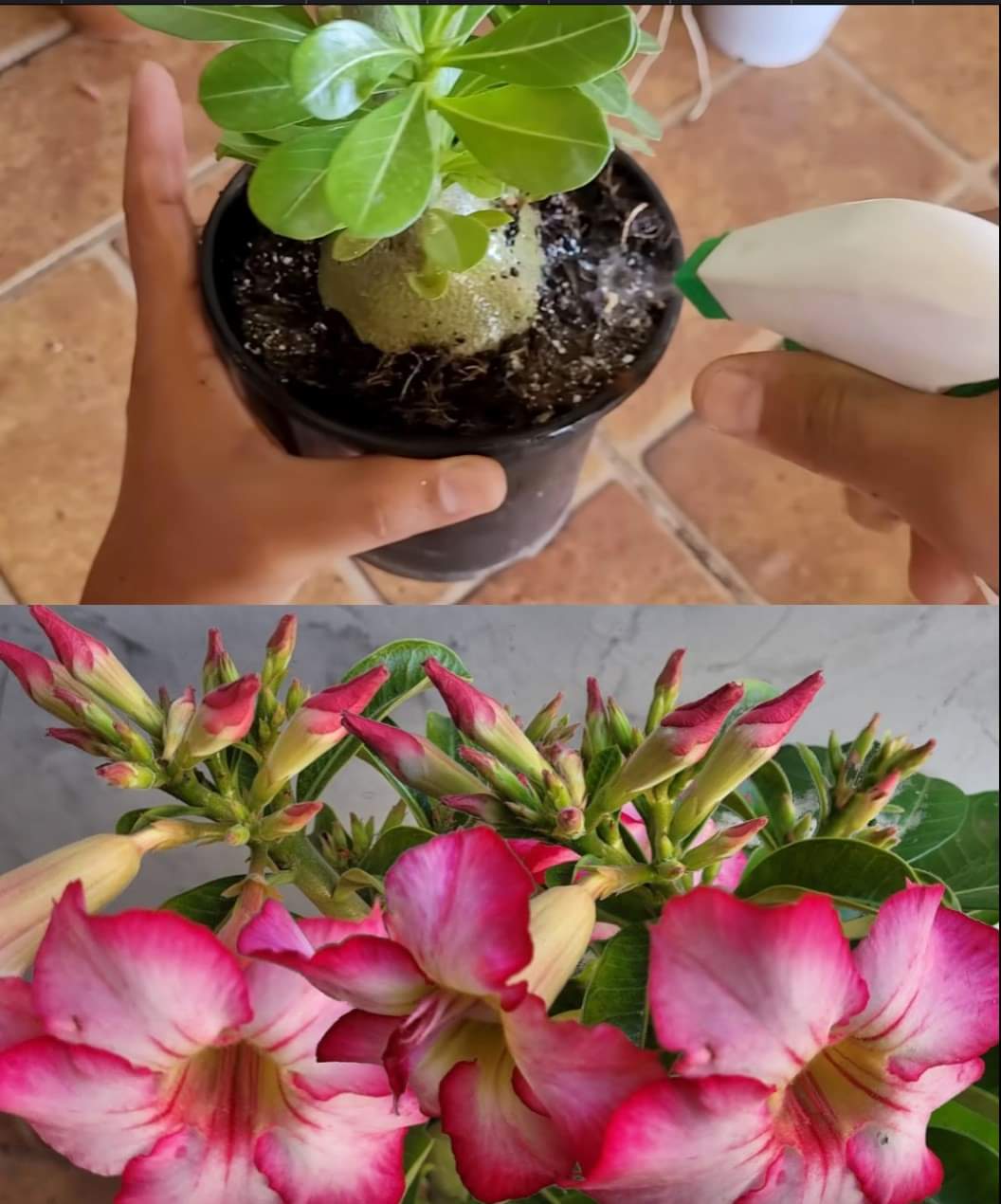 Adubo Caseiro para Rosa do Deserto: Flores Fortes e Bonitas