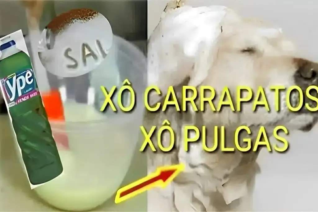 Receita para Acabar com Pulgas e Carrapatos Usando Apenas 2 Ingredientes: Solução Eficaz e Natural